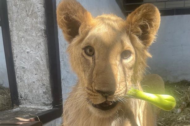 One of the three Ukraine lions who are soon to head to the UK after the public supported Yorkshire Wildlife Park