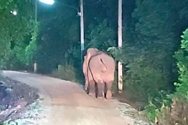 a wild elephant that wandered into his garden