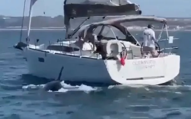 Screengrab of a video showing a sailboat being attacked by orcas off the Portugal coast