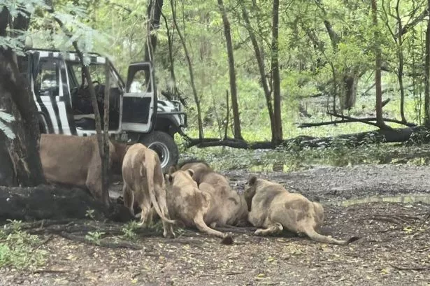 Pack of lions attack man