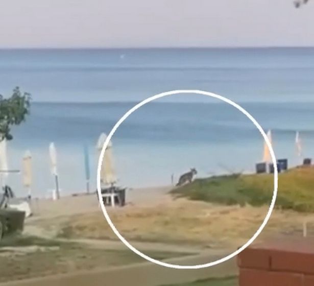 An image of the wolf prowling on a beach
