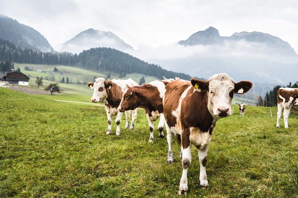A herd of cows
