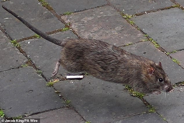 Unwanted guests: A reader is being plagued by rats, which they believe are coming from a neighbour