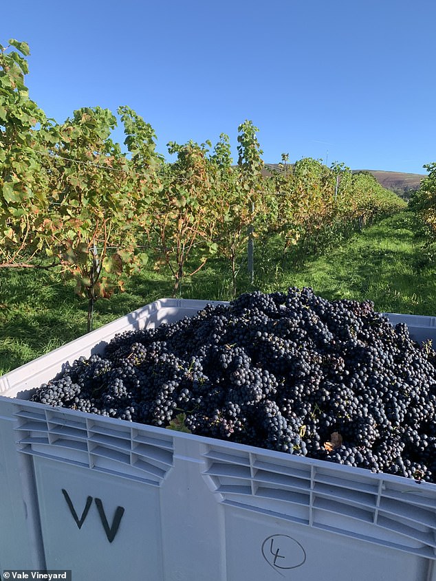 Cabaret Noir grapes harvested in October 2023. Vale Vineyard said they are expecting another bumper crop this year after superb grape growing conditions this summer