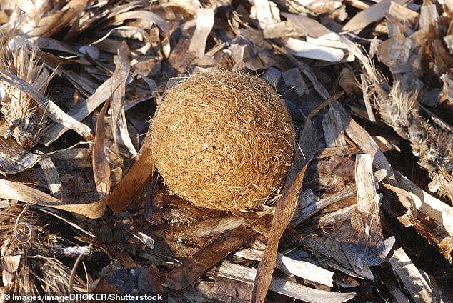 Almost perfectly spherical, these curious balls washing up across the Mediterranean could be mistaken for a fallen coconut or a curled-up furry animal