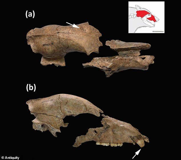 The 1,700-year-old fossilised brown bear skull (pictured) shows human fighters and bears squared up in Roman amphitheatres