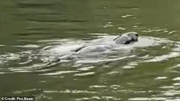 The creature¿s black head can be seen dipping in and out of the water as it swims through the river