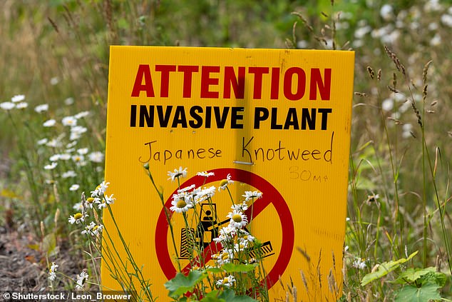 Japanese knotweed might be most gardeners