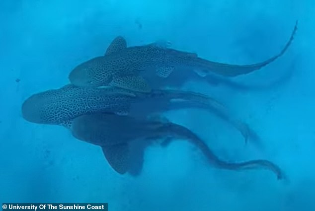 Scientists observing sharks off the coast of New Caledonia were in for a surprise, after spotting the world