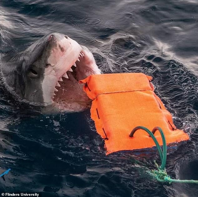 Going for a dip in the ocean is about to get a lot safer. Scientists have developed a shark-proof wetsuit - and it