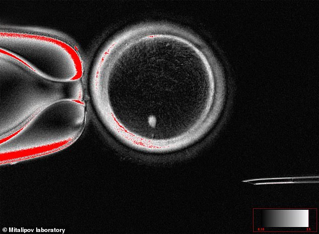 Experts from Oregon Health & Science University have created fertilizable eggs from human skin cells for the very first time