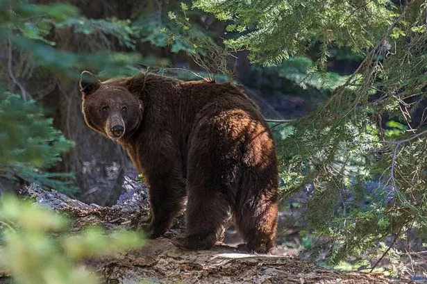 Bear attacks are incredibly rare