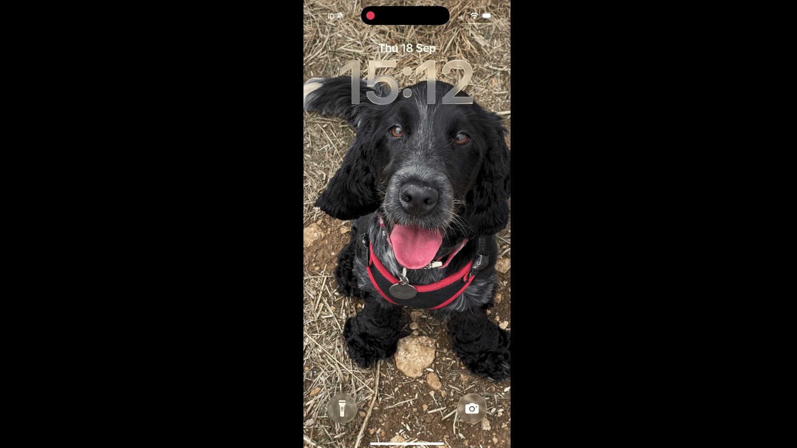 An iPhone gif showing a photo of a dog
