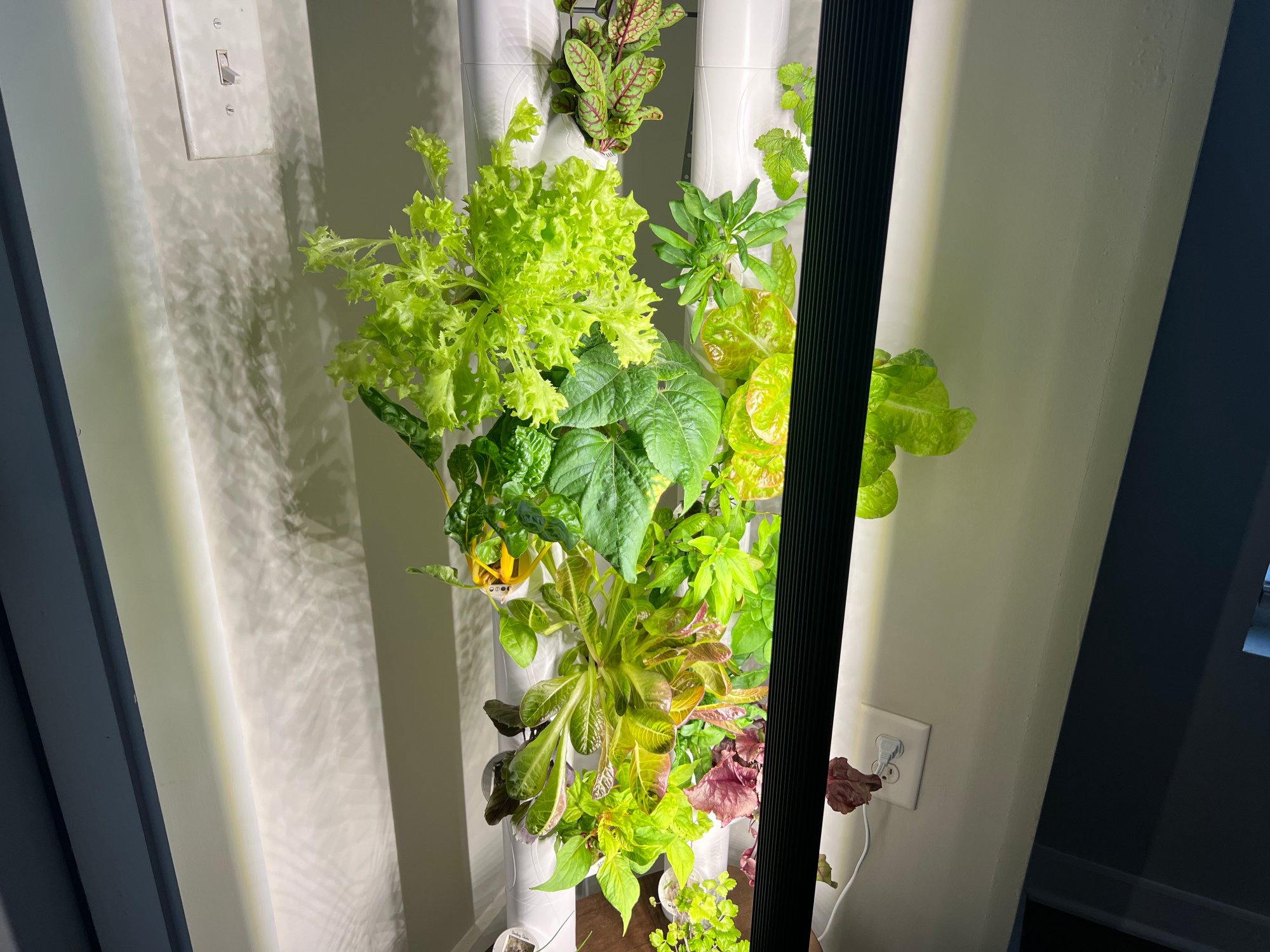 plants in Gardyn indoor garden