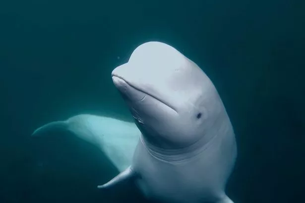A beluga whale underwater
