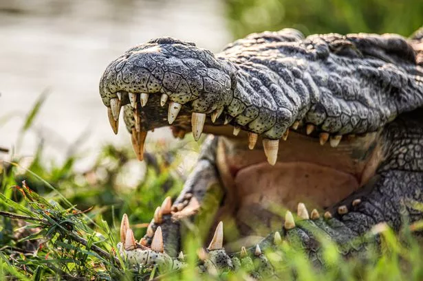 A crocodile