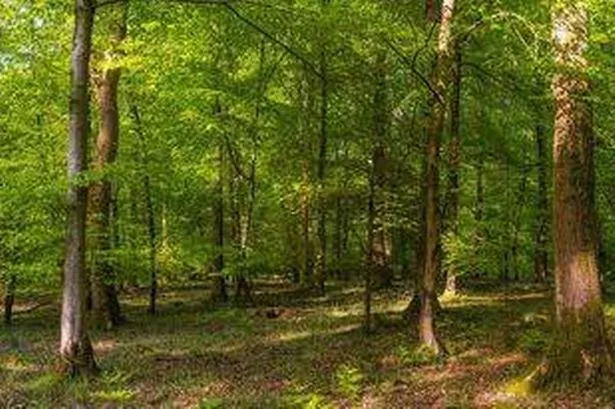 They set up a camera deep in the forest (stock)