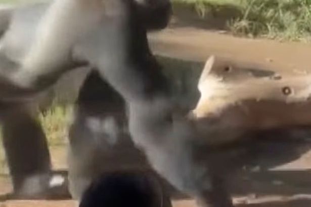 The enraged gorilla terrified visitors at San Diego Zoo