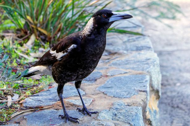 Marcela Montalva was attacked by a magpie on her way to the post office