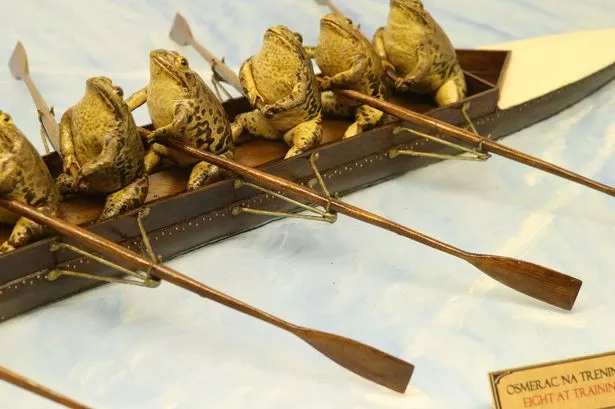 Stuffed frogs rowing a boat in a display at Froggyland in Split, Croatia
