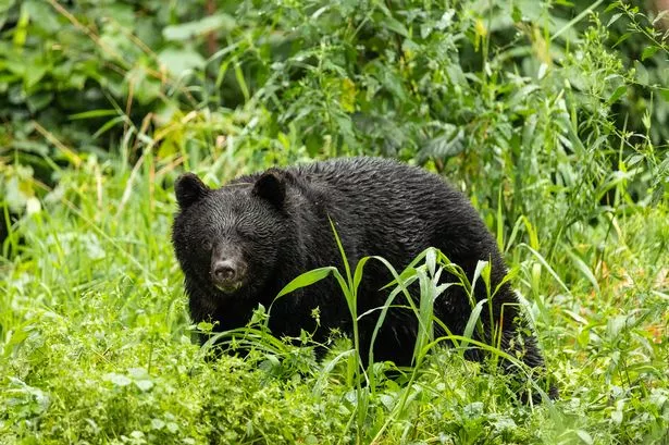 Black bear in a forest