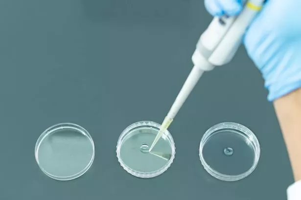Researcher Pipetting liquid on a Petri DishResearcher working with a Pipette and Petri Dishes