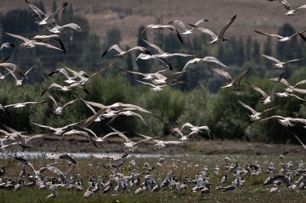 A view of the wetlands in Erzurum, hosting 311 bird species, including ruddy shelducks, common shelducks, vultures, eagles, falcons, and red kites, in Turkiye