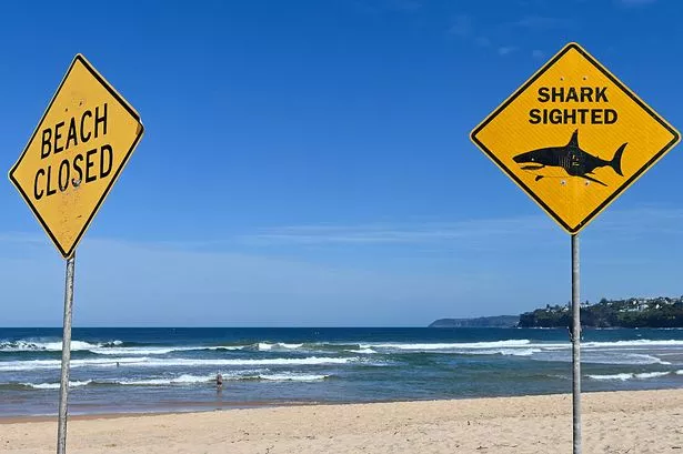 The man was bitten twice at the popular surfing spot