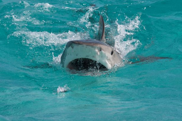 Bronze whaler sharks can weigh up to 3000kg