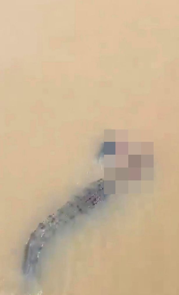 Crocodile dragging woman down a river