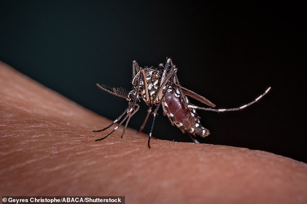 The UK Health Security Agency (UKHSA) found eggs belonging to both the Egyptian mosquito (Aedes aegypti) and the tiger mosquito (Aedes albopictus, pictured)
