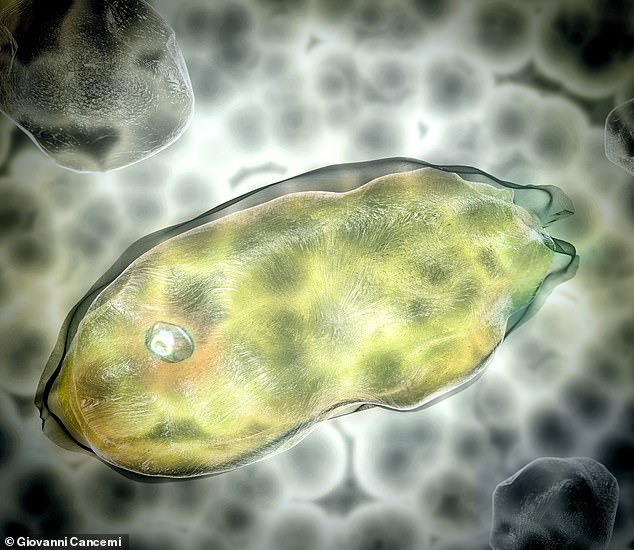 Back in 2022, an ancient virus called Pandoravirus that had lain frozen in Siberian permafrost for 48,500 years was revived. Pictured, digital rendering of Pandoravirus