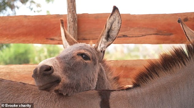 Over six million donkeys are killed every year to manufacture a Chinese