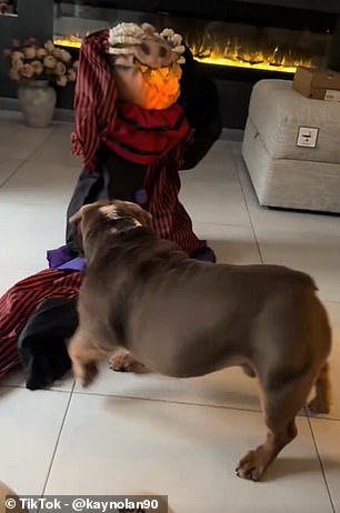 In the build up to Halloween, many homeowners have been decking their houses out with scary animatronic decorations