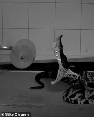 Here, the Deinagkistrodon acutus viper can be seen attacking the fake prey with its mouth wide open