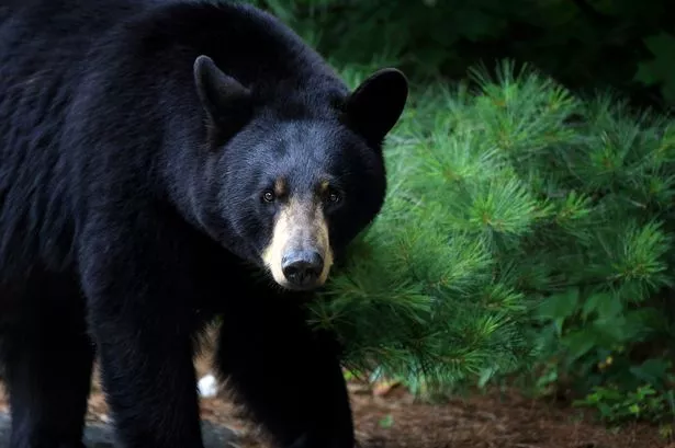 Black Bear Sow in Ontario, Canada.