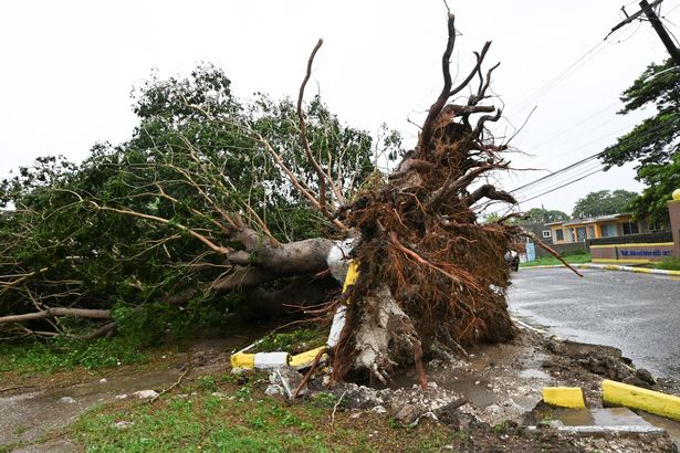 A fallen tree is seen in St. Catherine, Jamaica
