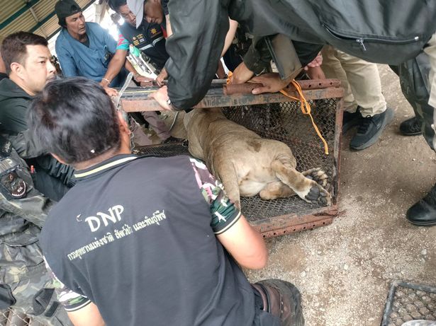 The pet lion pounced on Arthit Nueangnui