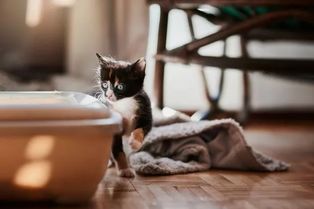 A shelter volunteer has incredibly come to the rescue of a kitten abandoned by her mother (stock)