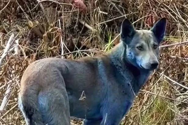 Footage has captured several dogs living in Chernobyl that appear to have turned blue in colour.