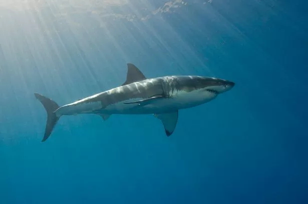 Great White Shark