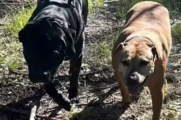 Chief (left), and old Staffordshire terrier, Molly (right), in Pinjarra, south of Perth