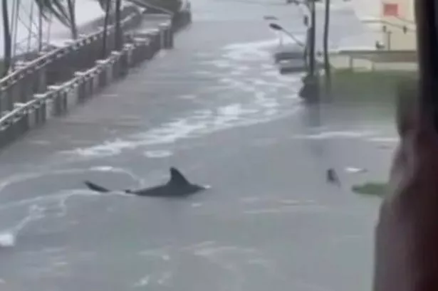 A fake image of a shark in floodwater
