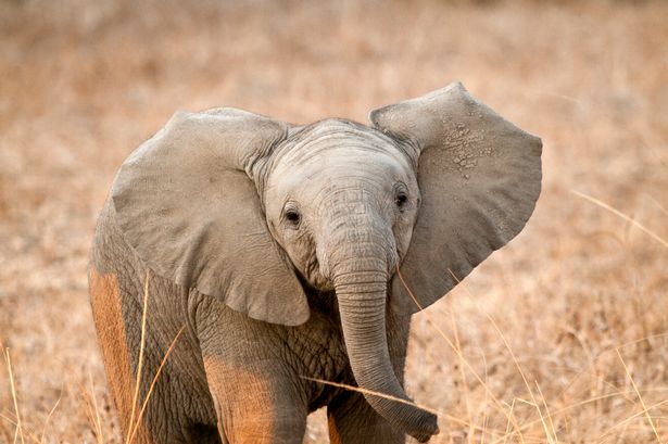 African elephant calf (Loxodonta africana. South Luangwa National Park, Zambia, Africa.