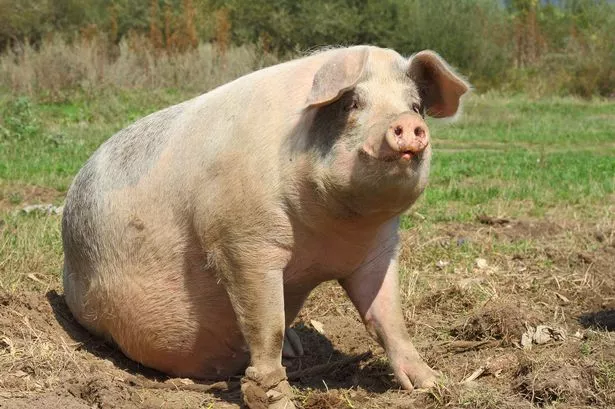 A pig