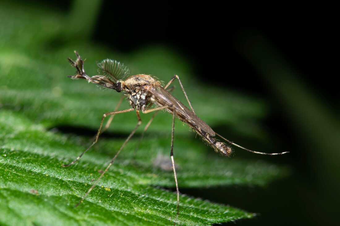 A Culiseta annulata mosquito, seen here in the United Kingdom