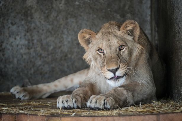 Oleg the lion