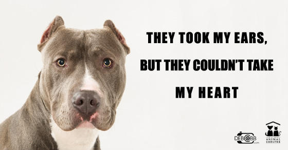 Image by Deb Cobb; Meme by Kelly Duer; created for the Fairfax County Animal Shelter www.facebook.com/fairfaxcountyanimalshelter