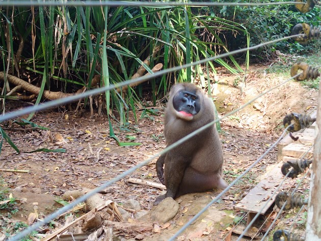 A drill monkey in an electric enclosure at the ranch. Credit: Promise Eze/IPS