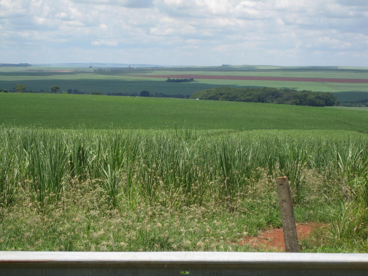 Brazil has become a major producer of ethanol, a biofuel that competes with gasoline. Monocultures of sugar cane form a monotonous landscape in the southern state of São Paulo and in the country's central-west region, but they help decarbonize transport in the country. Credit: Mario Osava / IPS
